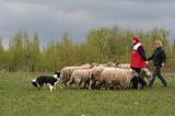 BORDER COLLIE - MOUTONS 065